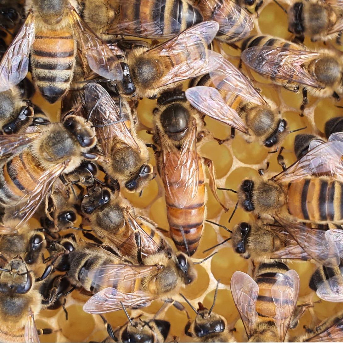 Essaim d'abeilles buckfast